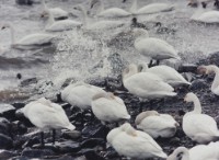 藏品(天鵝之歌系列29)的圖片