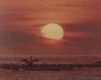 藏品(天鵝之歌系列32)的圖片