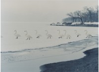 藏品(天鵝之歌系列33)的圖片