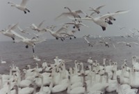 藏品(天鵝之歌系列34)的圖片