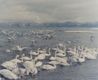 藏品(天鵝之歌系列35)的圖片