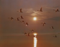 藏品(天鵝之歌系列39)的圖片