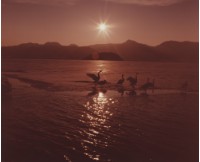 藏品(天鵝之歌系列41)的圖片