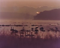 藏品(天鵝之歌系列42)的圖片