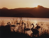 藏品(天鵝之歌系列43)的圖片