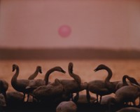 藏品(天鵝之歌系列44)的圖片