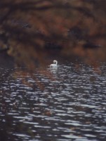 藏品(天鵝之歌系列45)的圖片