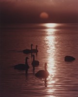 藏品(天鵝之歌系列46)的圖片