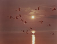 藏品(天鵝之歌系列47)的圖片