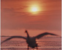 藏品(天鵝之歌系列49)的圖片