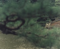 藏品(京都系列1)的圖片