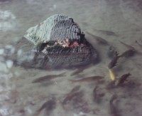 藏品(京都系列5)的圖片