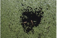 藏品(京都系列6)的圖片