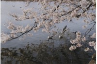 藏品(京都系列9)的圖片