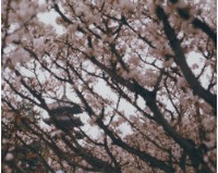 藏品(京都系列11)的圖片