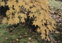 藏品(京都系列15)的圖片