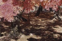 藏品(京都系列16)的圖片