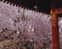 藏品(京都系列18)的圖片