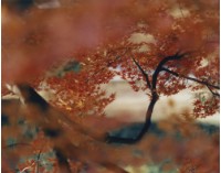 藏品(京都系列20)的圖片