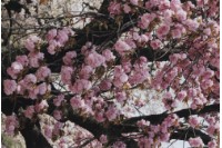 藏品(京都系列25)的圖片