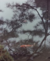 藏品(京都系列28)的圖片