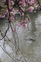 藏品(京都系列30)的圖片