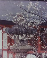 藏品(京都系列32)的圖片