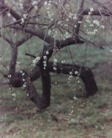 藏品(京都系列37)的圖片