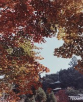 藏品(京都系列40)的圖片