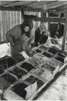 藏品(雪國系列11)的圖片