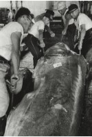 藏品(六零年代築地市場系列20)的圖片