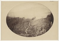 藏品(19世紀蛋白相紙25)的圖片