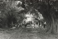 藏品(〈淨土〉)的圖片