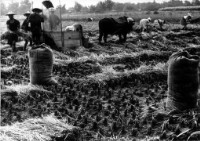 藏品(〈農忙收成〉)的圖片