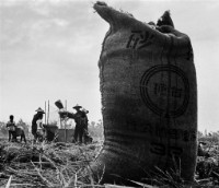 藏品(〈豐收〉)的圖片