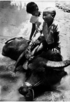 藏品(〈牧童戲水〉)的圖片