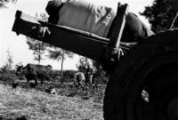 藏品(〈忙裡偷閒〉)的圖片