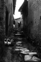 藏品(〈迎接主人歸〉)的圖片