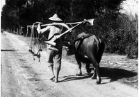 藏品(〈早出晚歸〉)的圖片