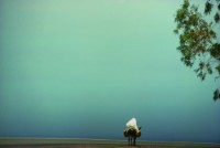 藏品(〈行，突尼西亞〉)的圖片