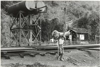 藏品(蔗擎)的圖片