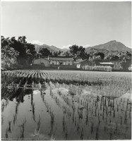 藏品(南埔田園風光)的圖片