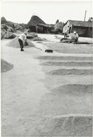 藏品(曬穀)的圖片