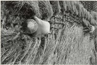 藏品(水打禾)的圖片