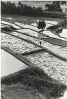 藏品(梯田)的圖片