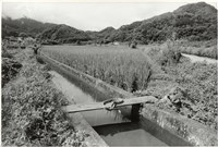 藏品(大地精靈護稻穀)的圖片