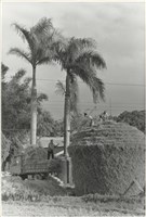 藏品(堆稻草)的圖片