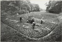 藏品(收冬)的圖片