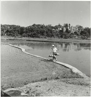 藏品(挑秧)的圖片