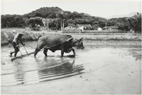 藏品(南埔赤牛)的圖片